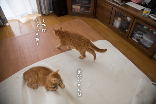 抵抗勢力、その実力は。_d0355333_16370653.jpg