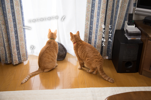 抵抗勢力、その実力は。_d0355333_16370758.jpg