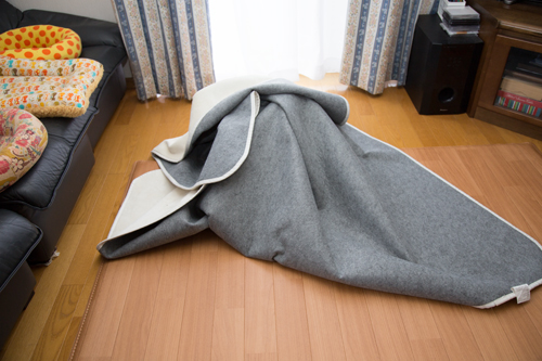 抵抗勢力、その実力は。_d0355333_16370776.jpg