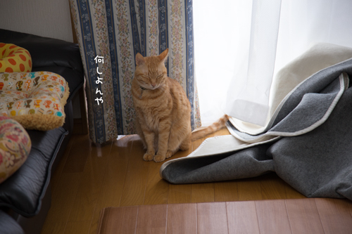 抵抗勢力、その実力は。_d0355333_16370787.jpg