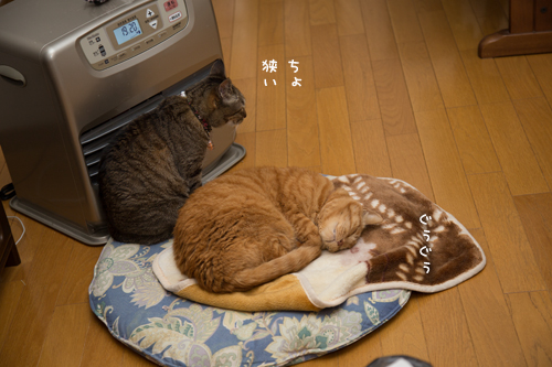 良い場所はやっぱり_d0355333_16370876.jpg
