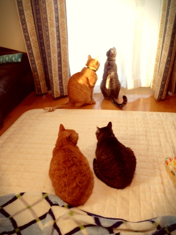 朝のひとこま_d0355333_16370949.jpg