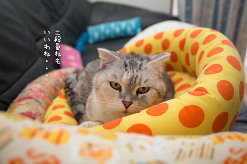 二段重ね。_d0355333_16371094.jpg