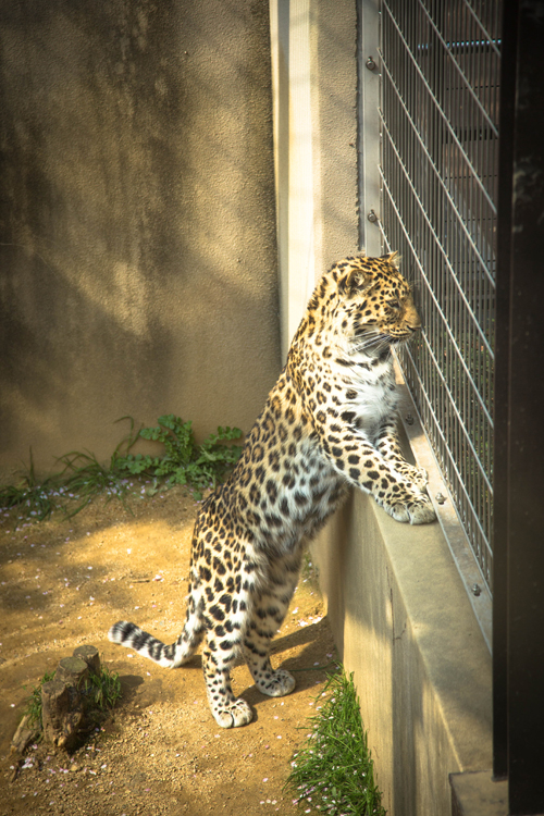 王子動物園へ_d0355333_16371249.jpg