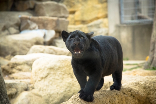 王子動物園へ_d0355333_16371285.jpg