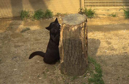 王子動物園へ_d0355333_16371291.jpg