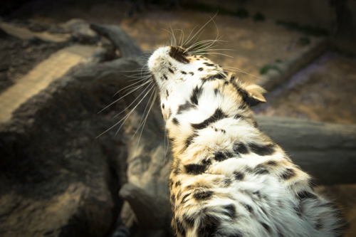 王子動物園へ_d0355333_16371375.jpg