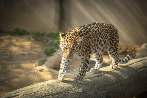 王子動物園へ_d0355333_16371382.jpg