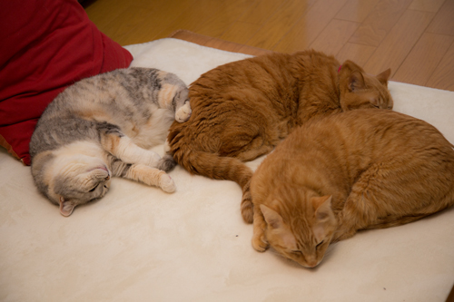 モフモフおなかに_d0355333_16371755.jpg