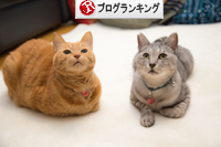 あつあつちゃいろ組_d0355333_16371997.jpg