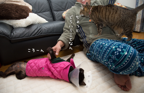 いてもたってもいられない_d0355333_16372041.jpg
