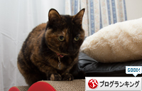 新しいつめとぎ_d0355333_16372451.jpg