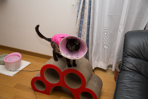 2番のりは_d0355333_16372462.jpg