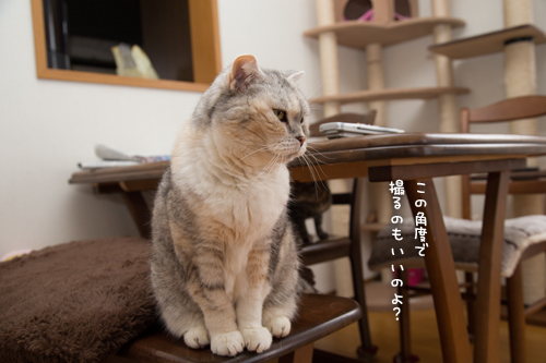 はなびちゃんがやってきた_d0355333_16372805.jpg
