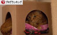 はなびちゃんがやってきた_d0355333_16372964.jpg