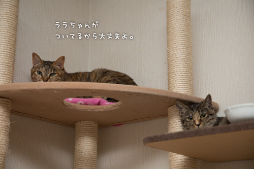優しさに包まれて_d0355333_16373027.jpg