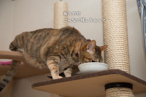 優しさに包まれて_d0355333_16373080.jpg