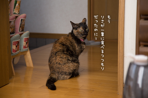 小池さーん にゃんず日記 小池さーん にゃんず日記
