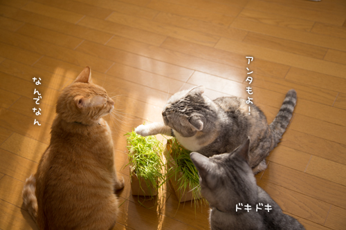 小池さーん_d0355333_16373347.jpg