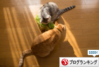 お野菜たべたら_d0355333_16373460.jpg