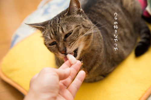 ほたて祭り開催!_d0355333_16373839.jpg