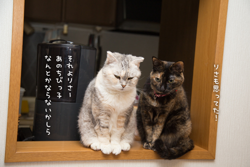 芸術の猫_d0355333_16374185.jpg