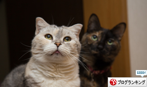 芸術の猫_d0355333_16374193.jpg
