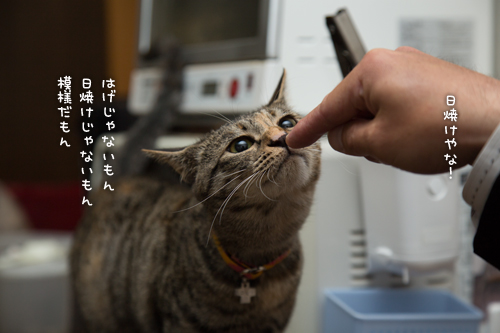 違うもん!_d0355333_16374224.jpg