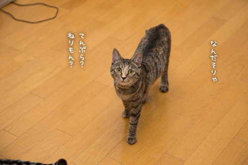 こちらも、にゃかよしさん_d0355333_16374309.jpg
