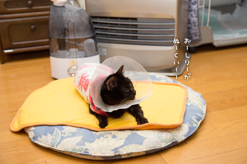 歌いだす~_d0355333_16374432.jpg