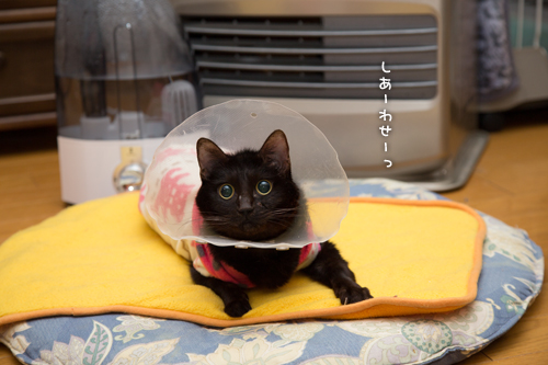 歌いだす~_d0355333_16374553.jpg