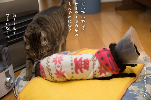 歌いだす~_d0355333_16374560.jpg