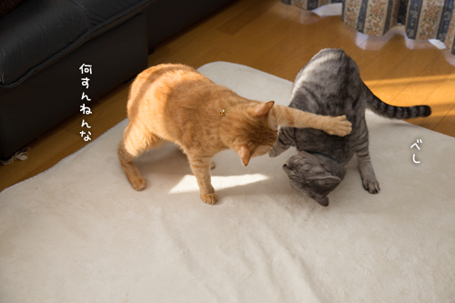 もしかして、それは・・・!_d0355333_16374706.jpg