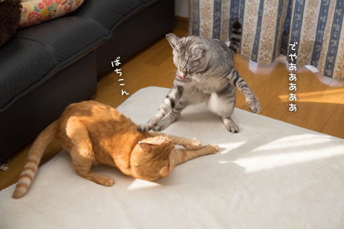 もしかして、それは・・・!_d0355333_16374824.jpg