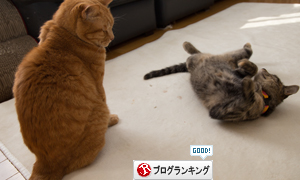 翻弄される_d0355333_16374976.jpg