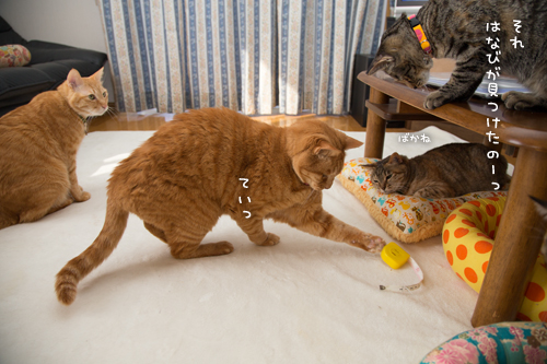 猫的興味のゆくえ_d0355333_16375088.jpg