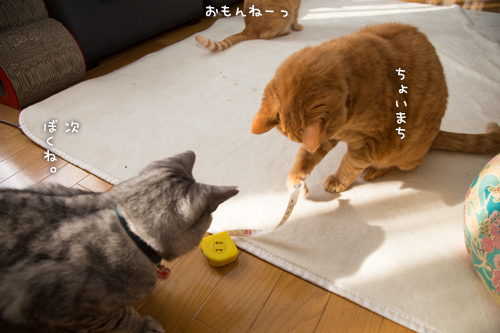 猫的興味のゆくえ_d0355333_16375153.jpg