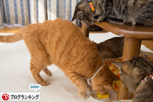 猫的興味のゆくえ_d0355333_16375158.jpg