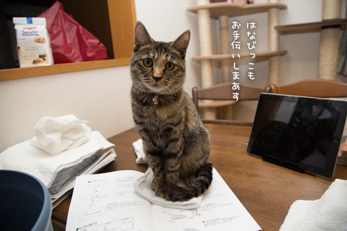 役に立たないお手伝い隊_d0355333_16375437.jpg