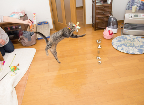 はなびちゃん接待猫への道_d0355333_16375771.jpg