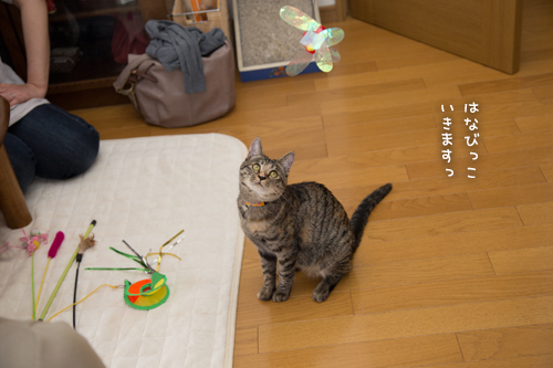 はなびちゃん接待猫への道_d0355333_16375774.jpg