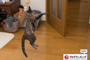 はなびちゃん接待猫への道_d0355333_16375852.jpg