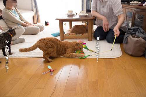 はなびちゃん接待猫への道_d0355333_16375859.jpg