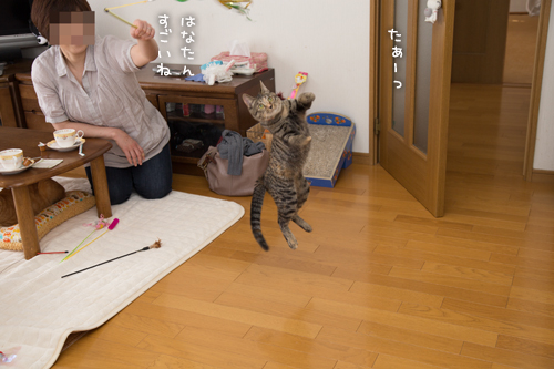 はなびちゃん接待猫への道_d0355333_16375865.jpg