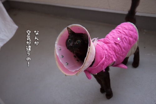 みつきちゃんもベランダ体験_d0355333_16375907.jpg