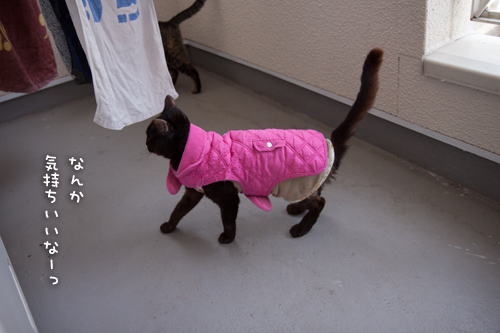 みつきちゃんもベランダ体験_d0355333_16375949.jpg