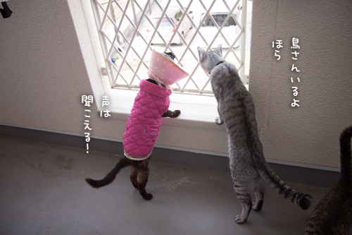 みつきちゃんもベランダ体験_d0355333_16375988.jpg
