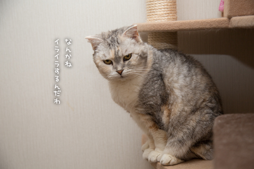 にゃんずとお話。_d0355333_16380150.jpg