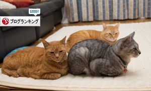 にゃんずとお話。_d0355333_16380194.jpg