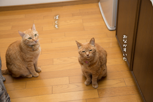 早飯。_d0355333_16380298.jpg